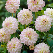 Dahlia Dwarf Decorative 'Wittem'